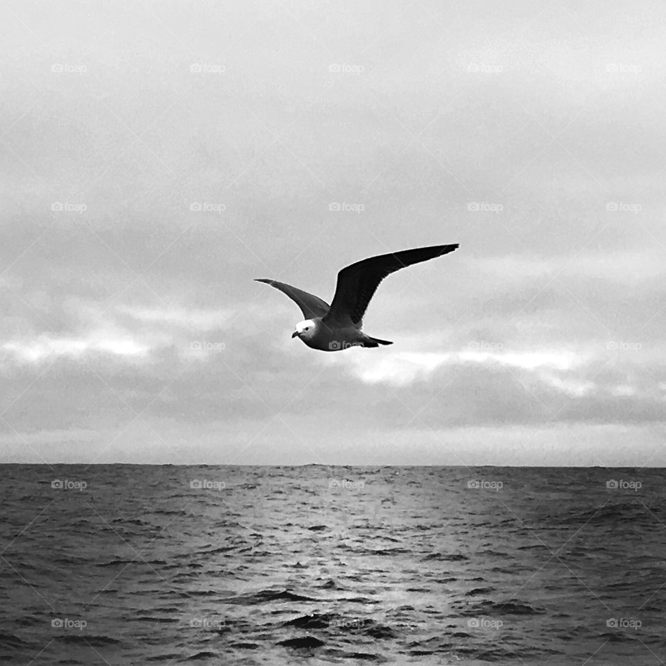 Ocean bird