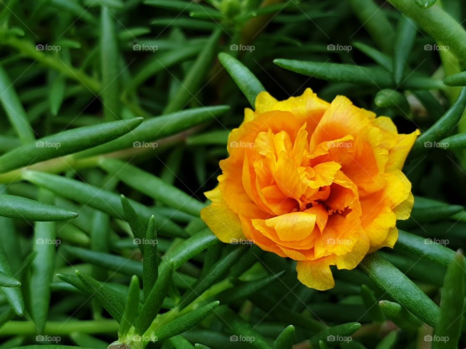 the Portulaca Grandiflora