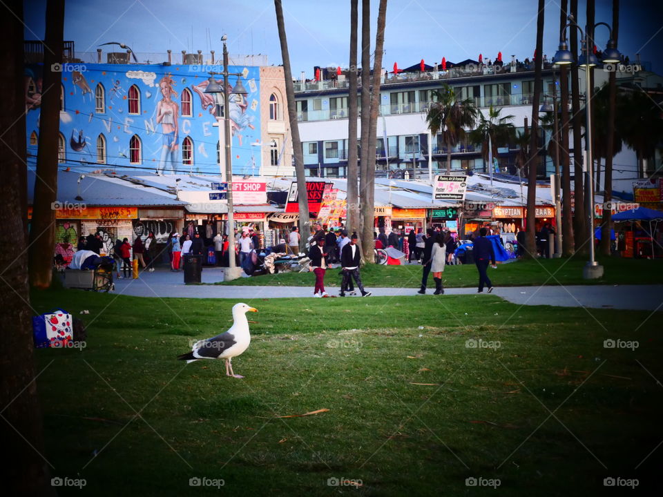 Seagull at the Boardwalk