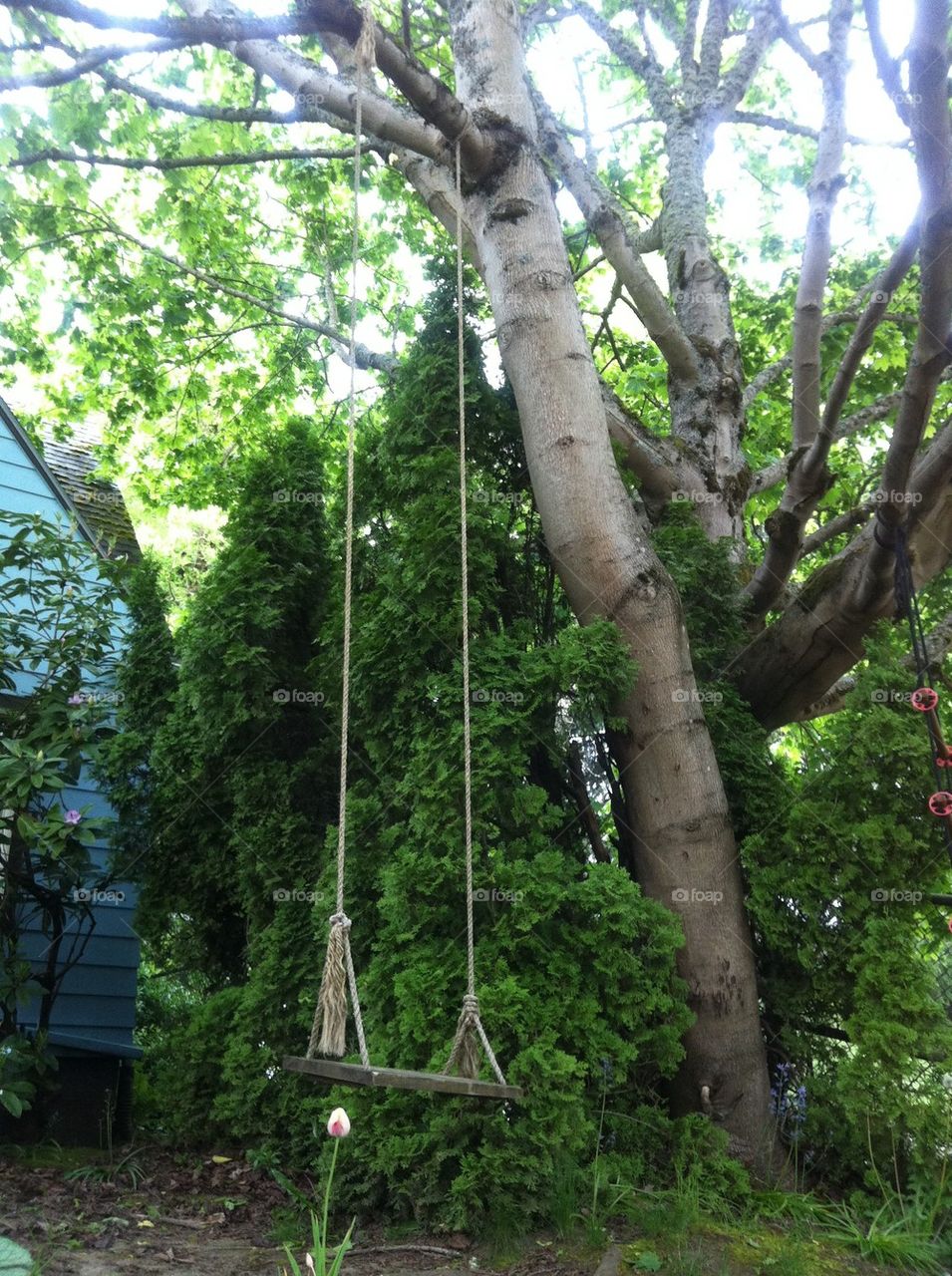 Tree swing