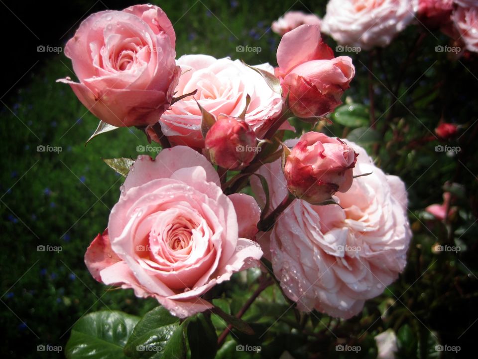 Pink Roses. Pale pink roses