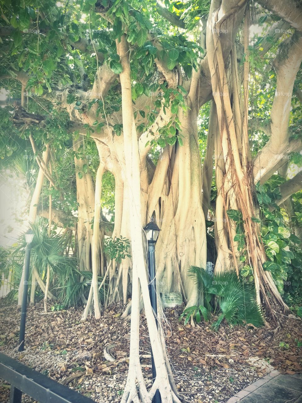 Tree with Aerial Roots