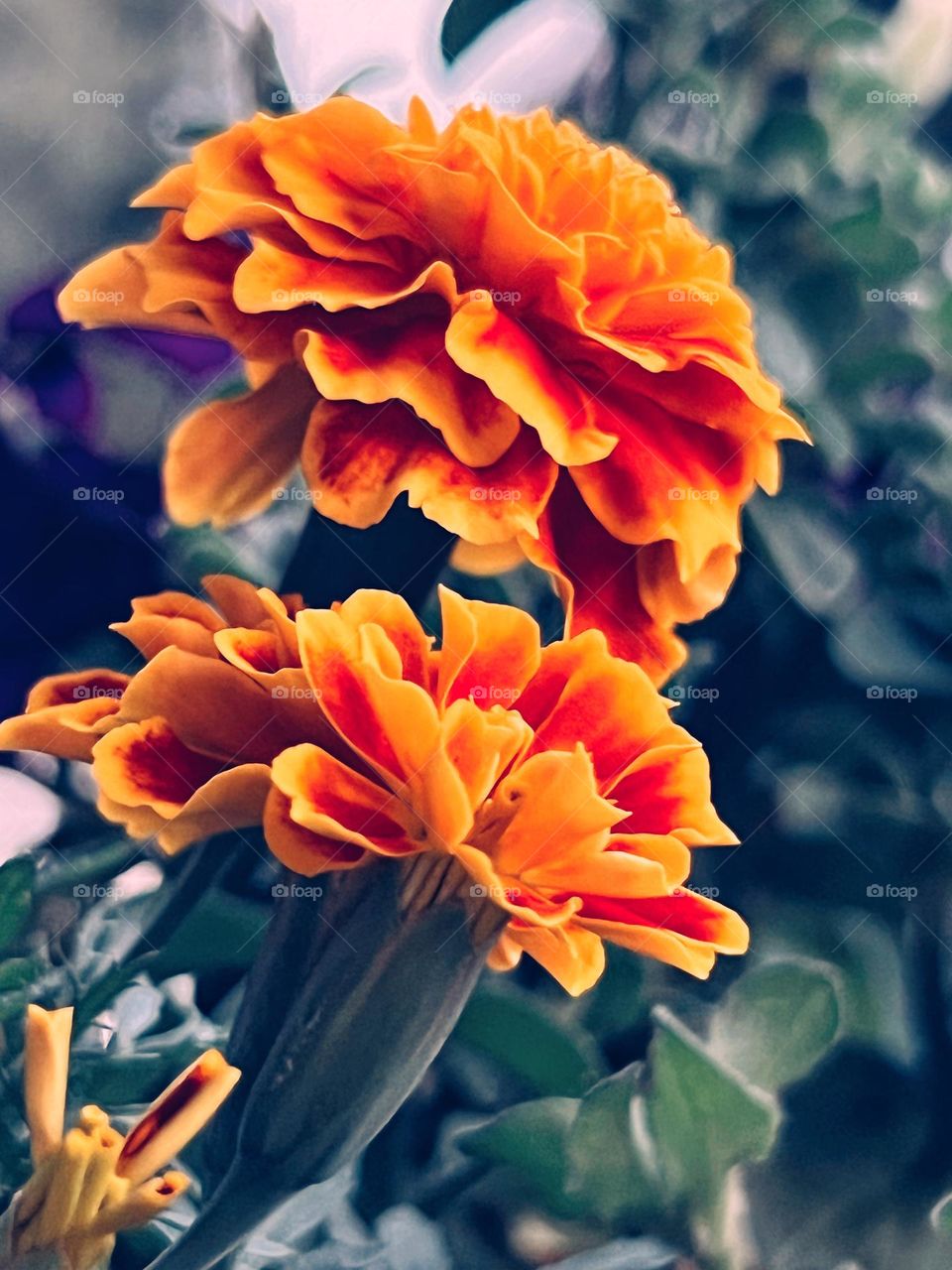 Marigold Flowers the sweet fragrance of Summer 