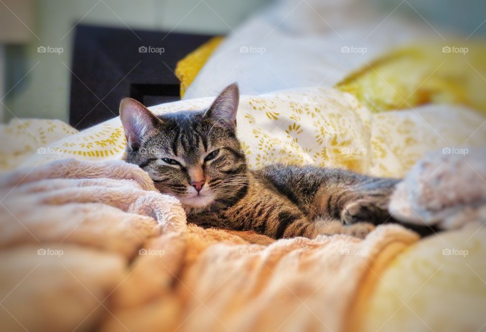 Our cat relaxing......in our bed.... :-)