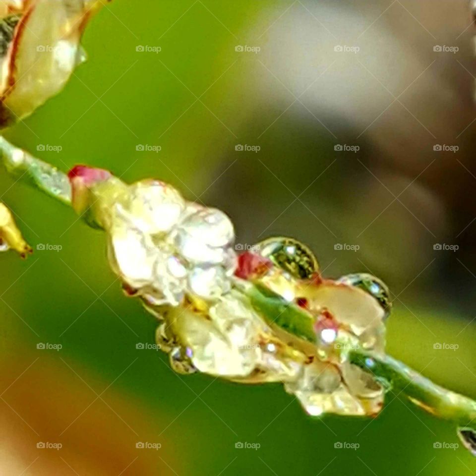 Nature, Leaf, Flora, Flower, Insect