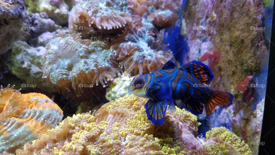 Blue tropical fish in aquarium