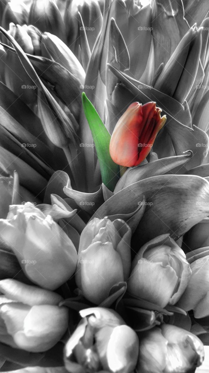 Tulpen aus Amsterdam