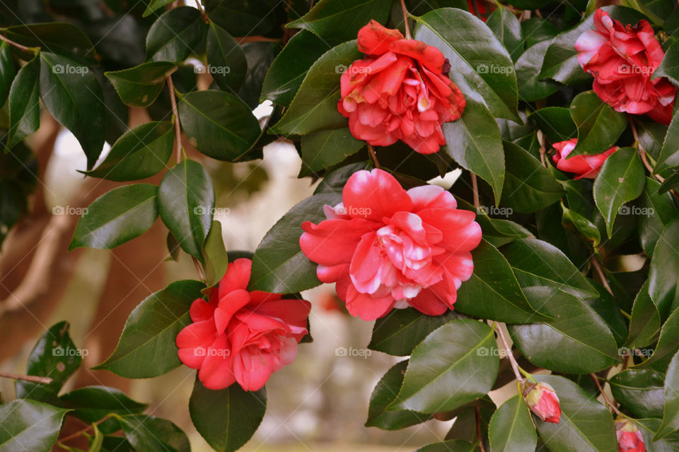 Camellia's Blooming