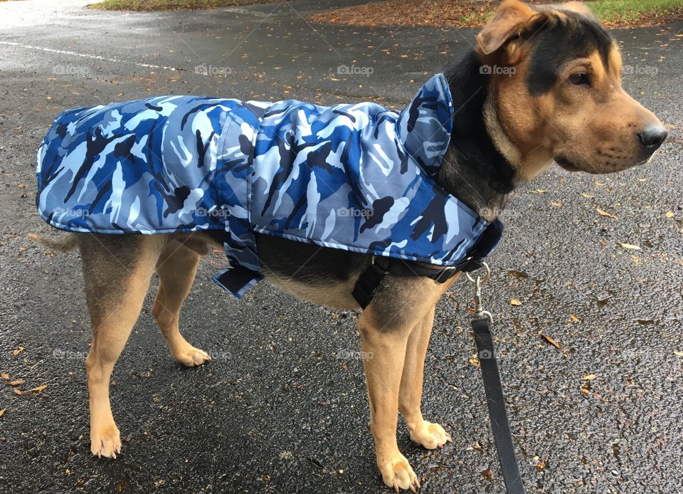 Winter jacket for puppy 