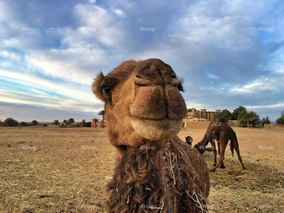 Happy camel 