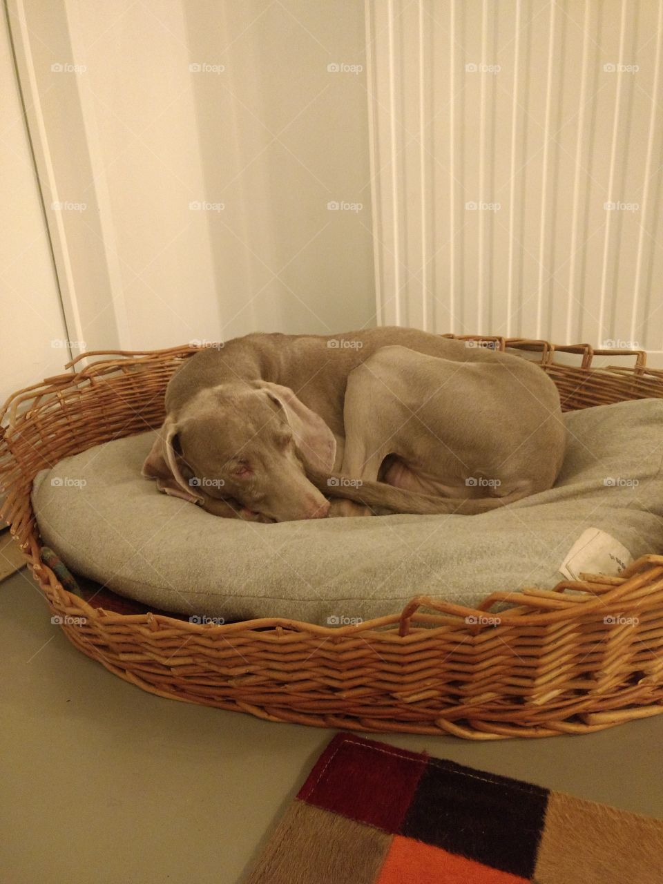 Weimaraner dog sleeping in basket.
