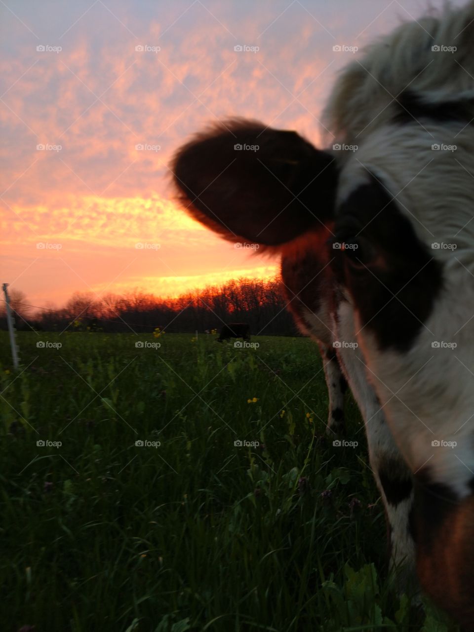 Dog, Mammal, No Person, Grass, One