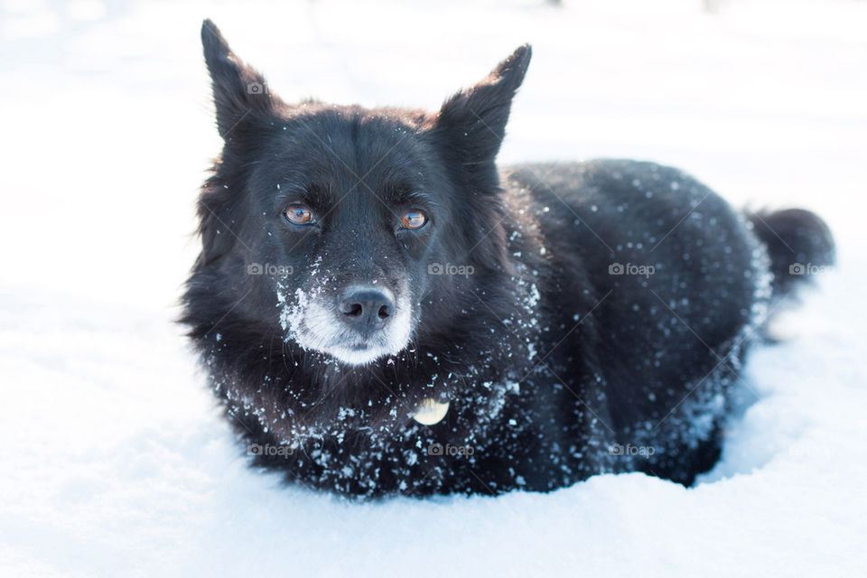 Close-up of black dog lying on snow