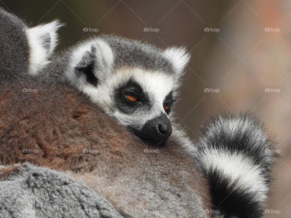 A close up of a lemur 