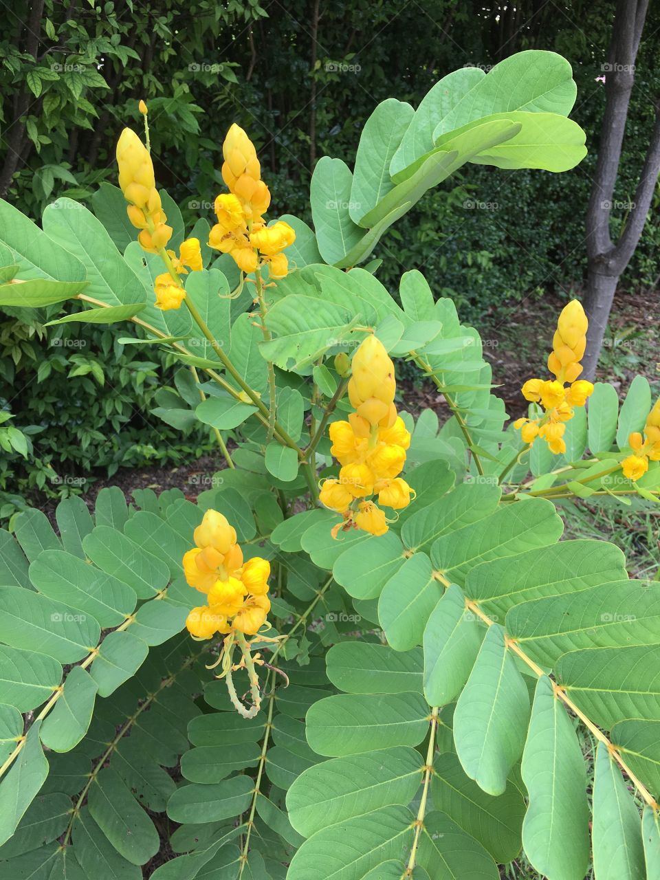 Yellow flower