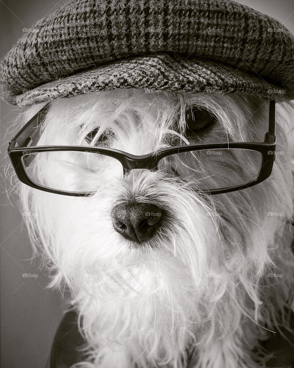 White dog wearing eyeglasses and cap