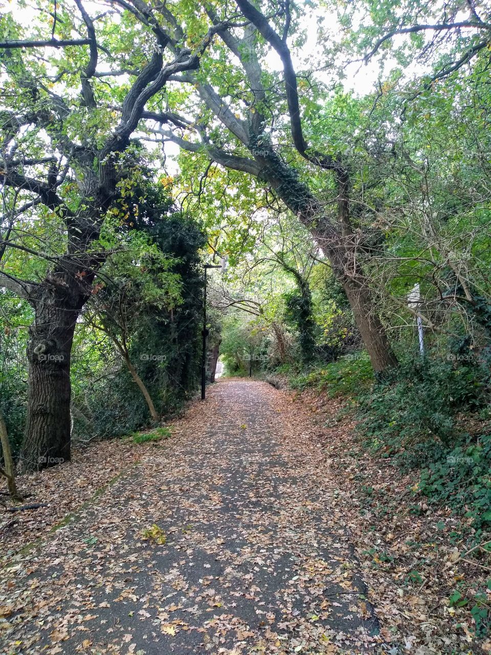 Autumn Leaves in Hanger Hill Park, London