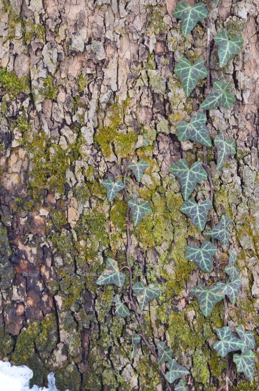 Ivy on bark