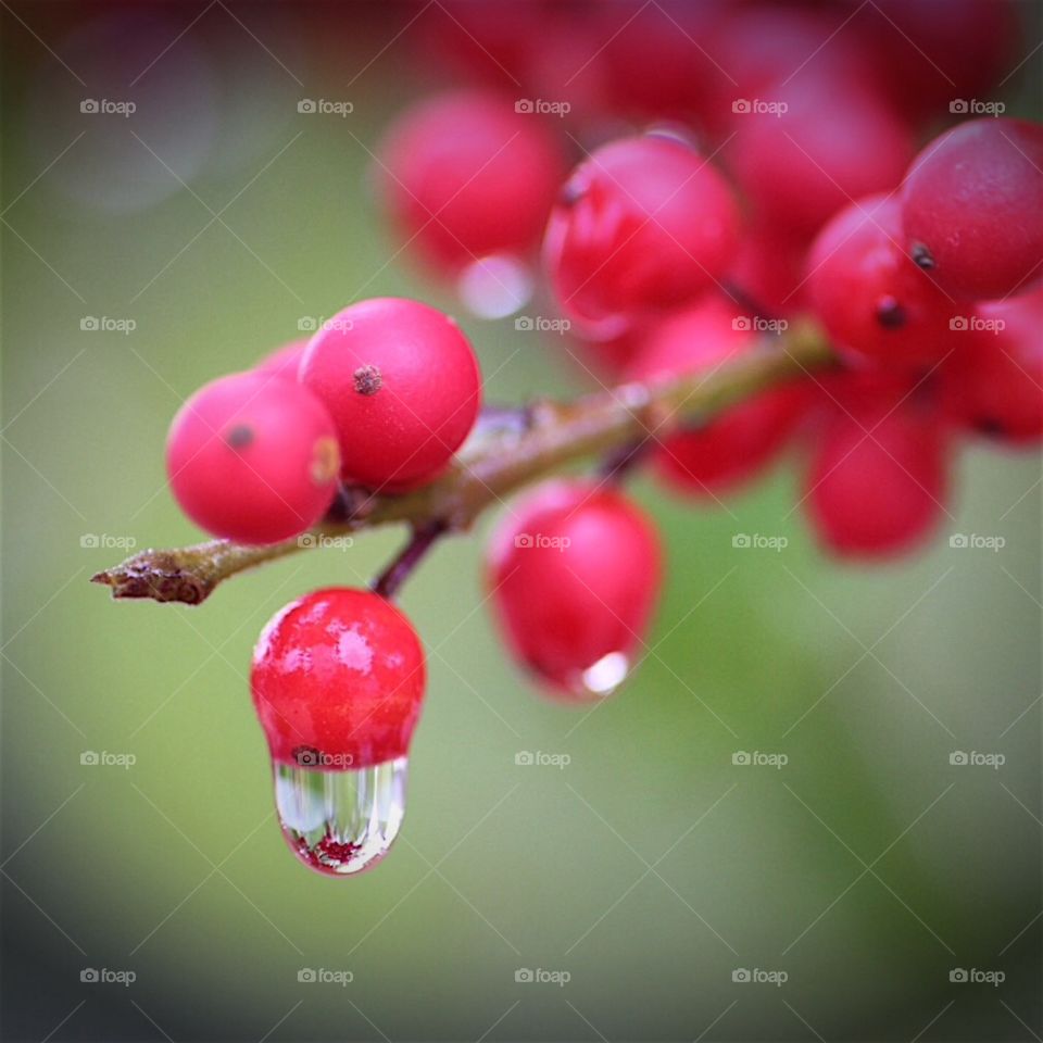 Dewdrop reflection. Reflection of cluster of red ornamental (holly?) berries