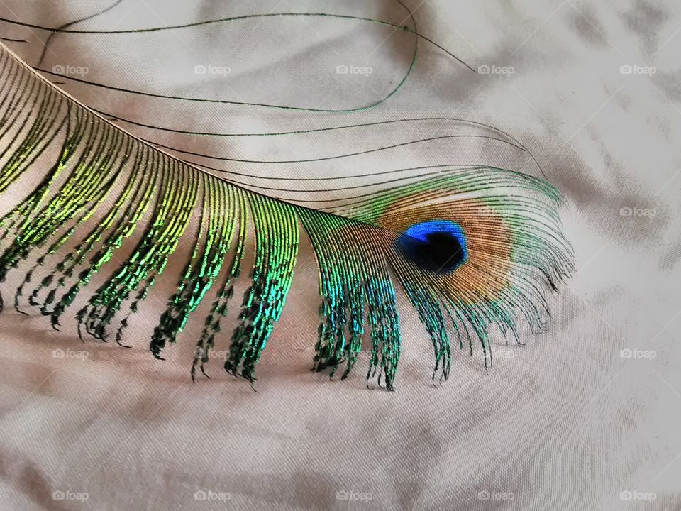 gorgeous peacock feather