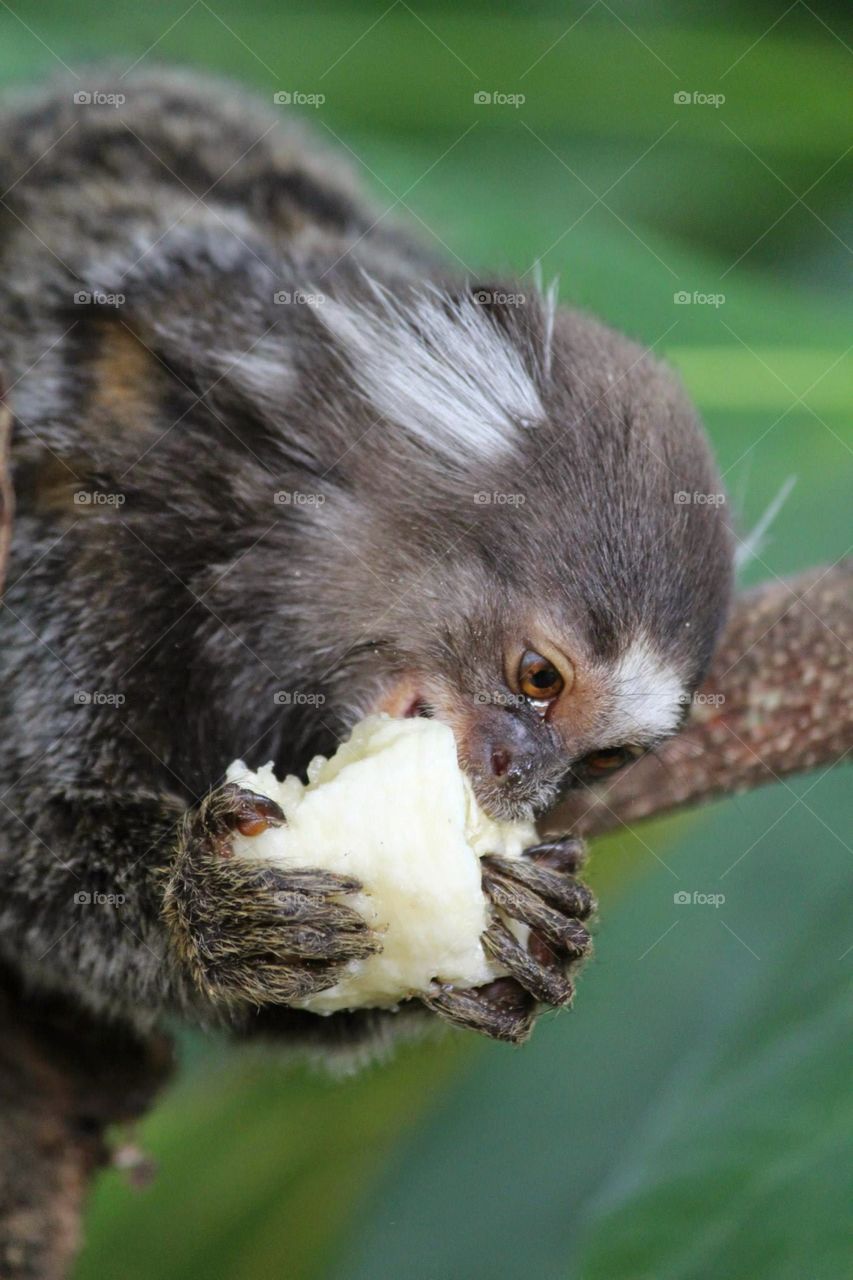 monkey eats banana. this monkey is brazil is really enjoying a treat