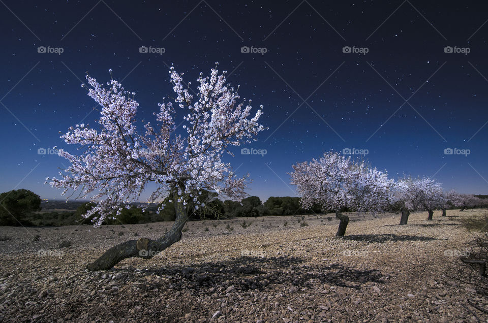 Almond trees at night