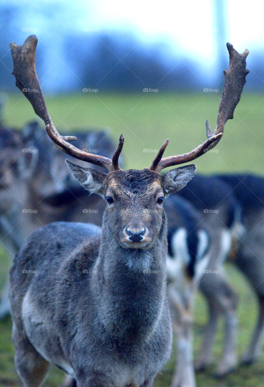 Portrait of reindeer