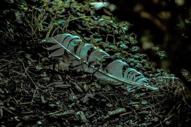 fallen feather