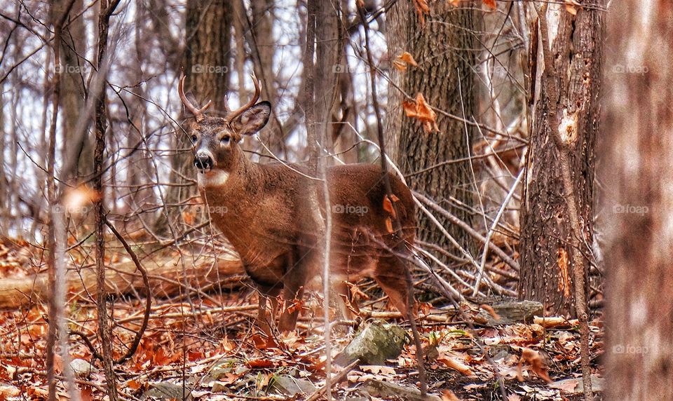 Deer Mont St-Bruno