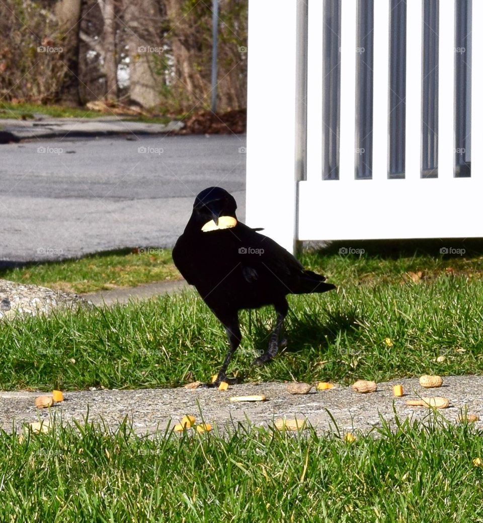 Crow getting a snack