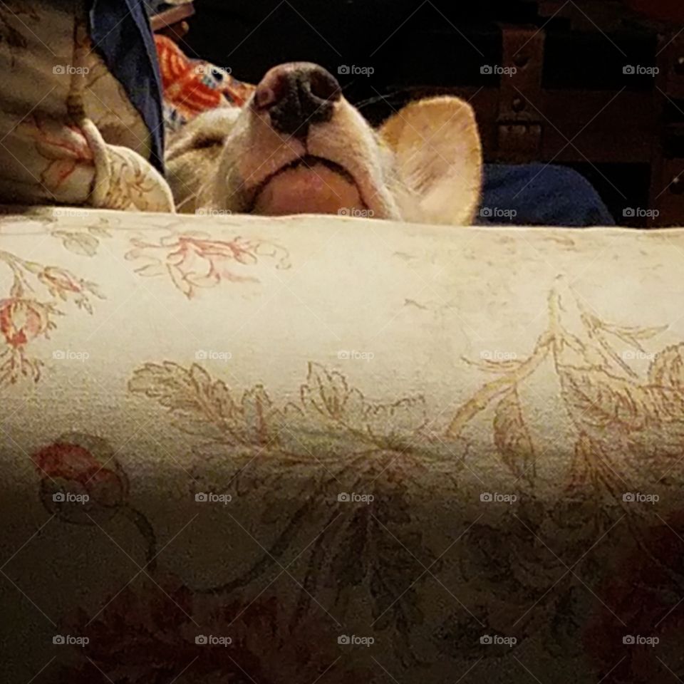 a nose above the rest