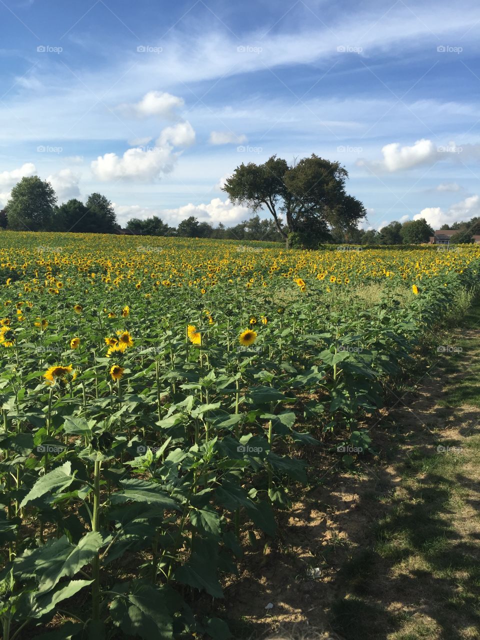 Sunflowers for days. Just a big field of sunflowers on my family farm