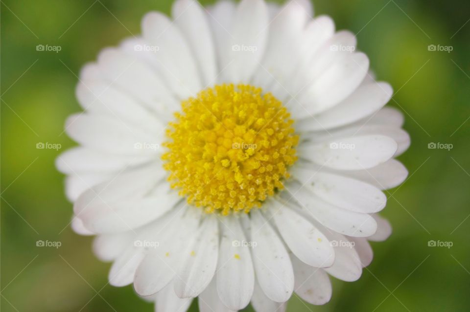 White Flower