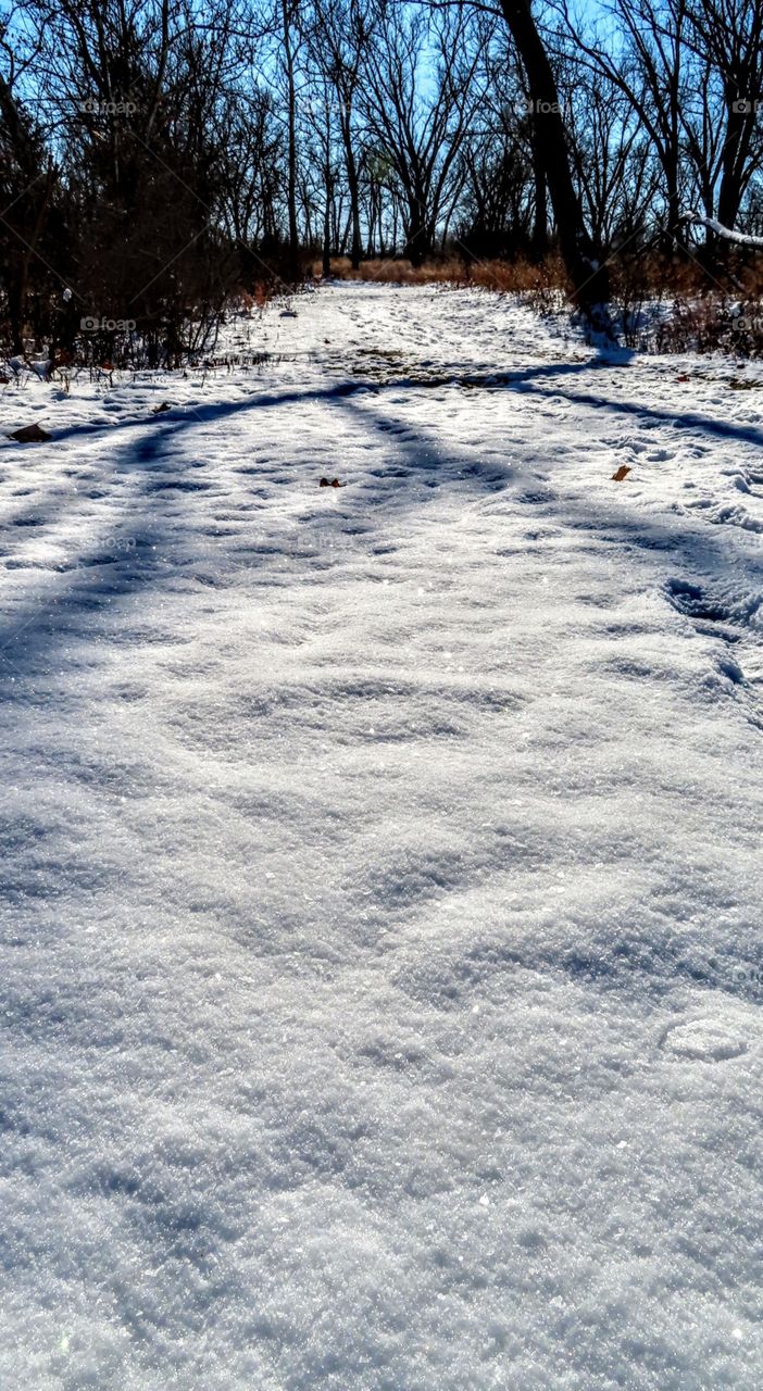 Snowy covered foot path in the trees. Shadow's glistening as tree branches reach for the warming sun. "Frozen This Way".