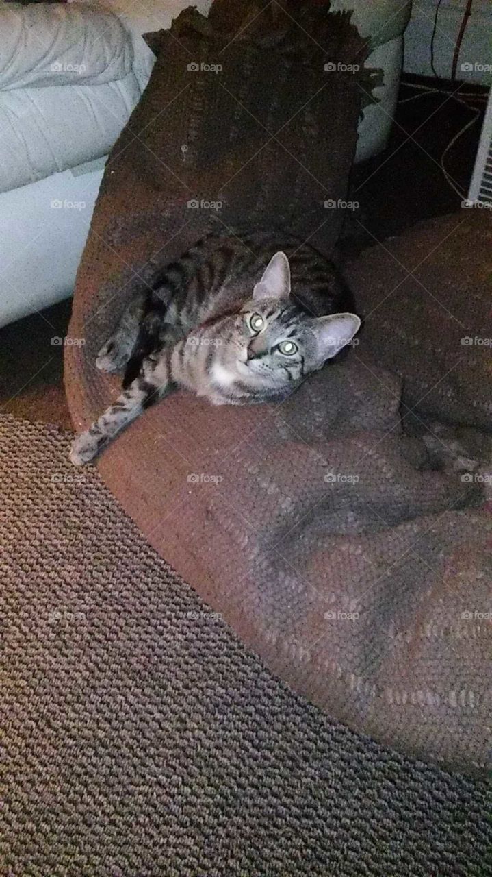 Tri Pod Likes the rolled up rug