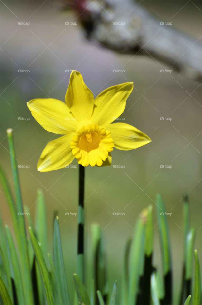 close up of a yellow flower growing in the tall grass