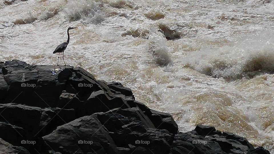 Heron by the Falls