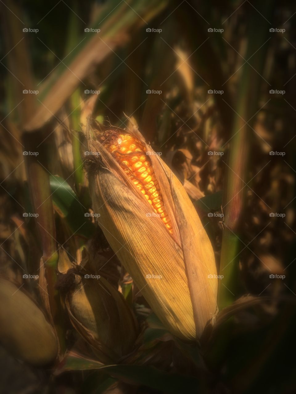 Corn