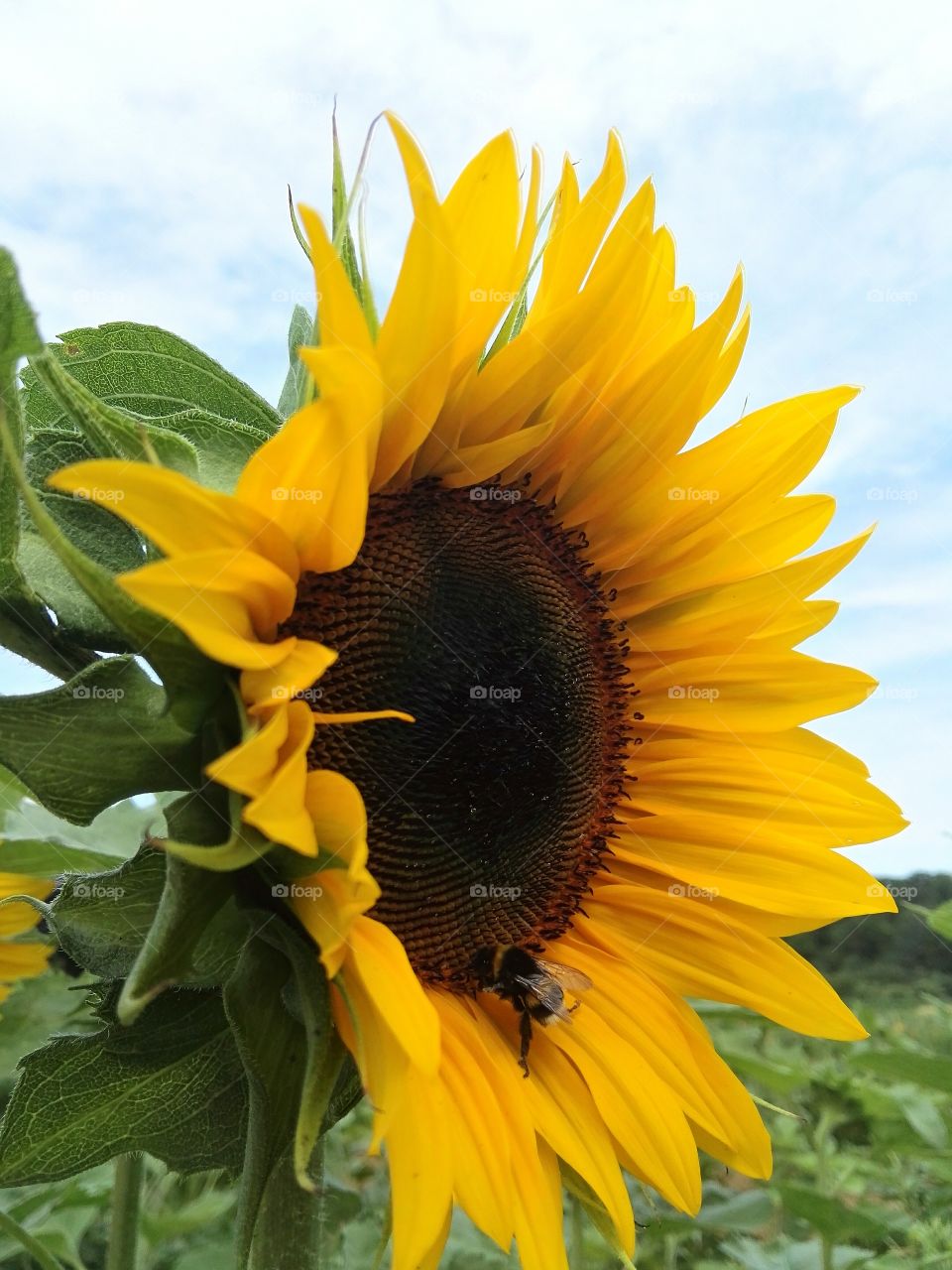 sunflower