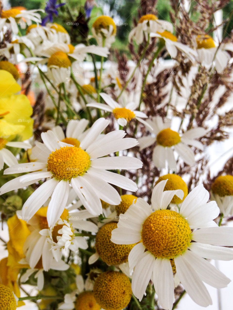 Daisies and other wildflowers