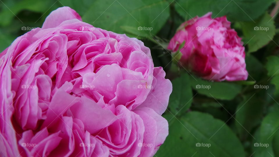bright pink beautiful roses
Pink Roses
Happiness, Elegance, Romance, Admiration, Sweetness, Thank You
Ranging from a subtle hint of color to deep and bright, pink roses have come to mean joy, happiness, gratitude and admiration. They’re often seen in bridal arrangements, thank you or congratulations bouquets. Considering the word “rose” brings to mind the faint blush of a fair maiden’s cheeks, it’s not surprising these blooms are a favorite to give and receive.
There are many different variations of pink, from a pale blush to a gentle medium pink to a vibrant pink, each having its own meaning and implication. The palest pink roses are a sign of gentleness, joy and grace. Bridal Pink is a perfect pale pink floribunda rose that is long lasting and offers a spicy scent. The light to medium pink roses can show sympathy or admiration. Lady Diana is a beautiful light pink rose perfect for either emotion. Deep pink roses, such as Laser and Diplomat are perfect choices to show someone how grateful you are to have them in your life.