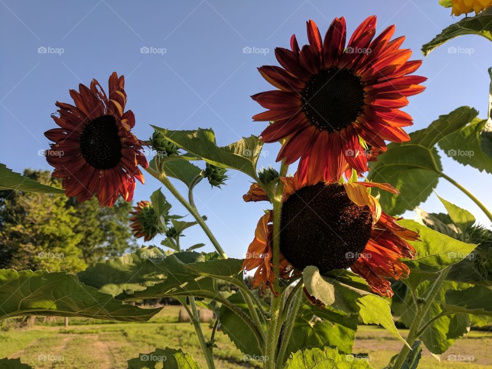 Happy Sunflowers