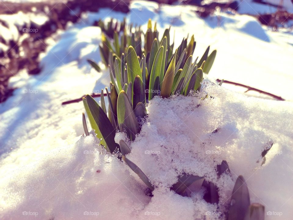 leaves and buds of a daffodil flower under the snow, early spring,