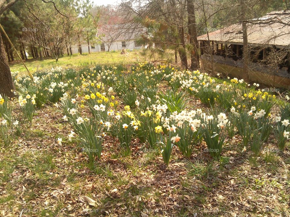 My Sister's Daffodils