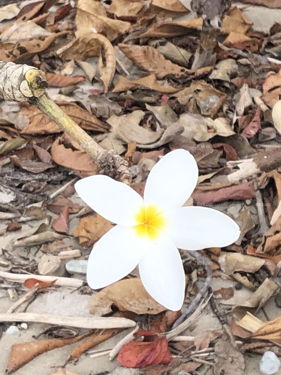 Lone frangipani amidst the beach