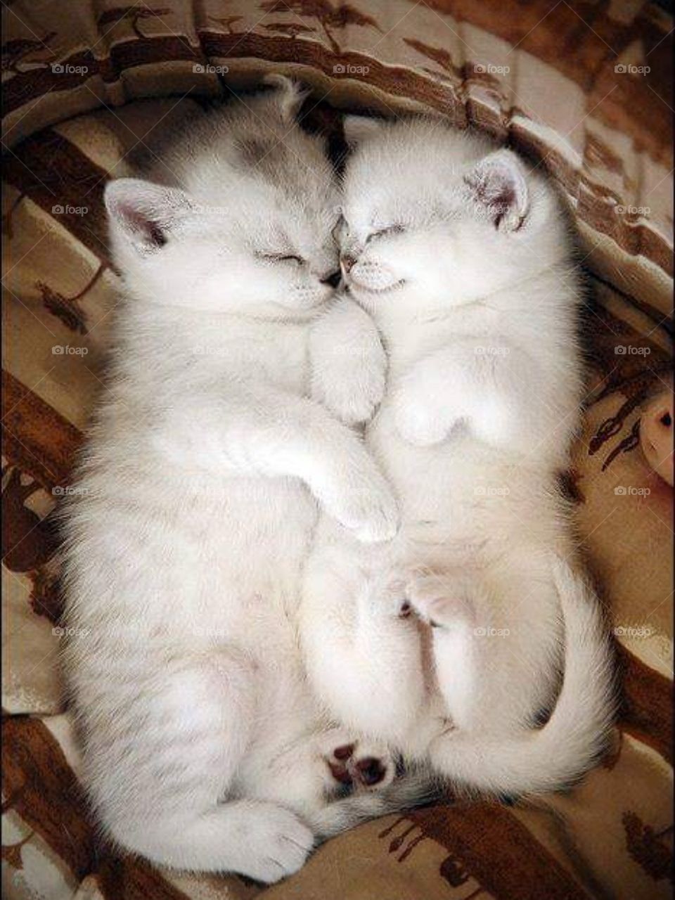 Babies Sleeping Time