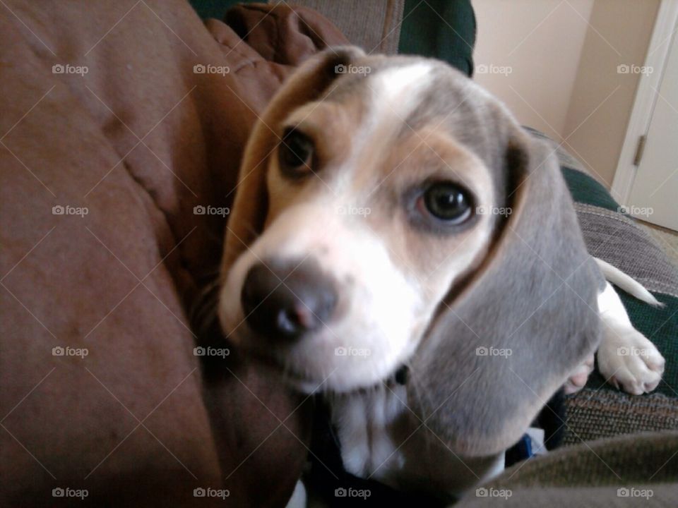 Beagle Puppy Pic