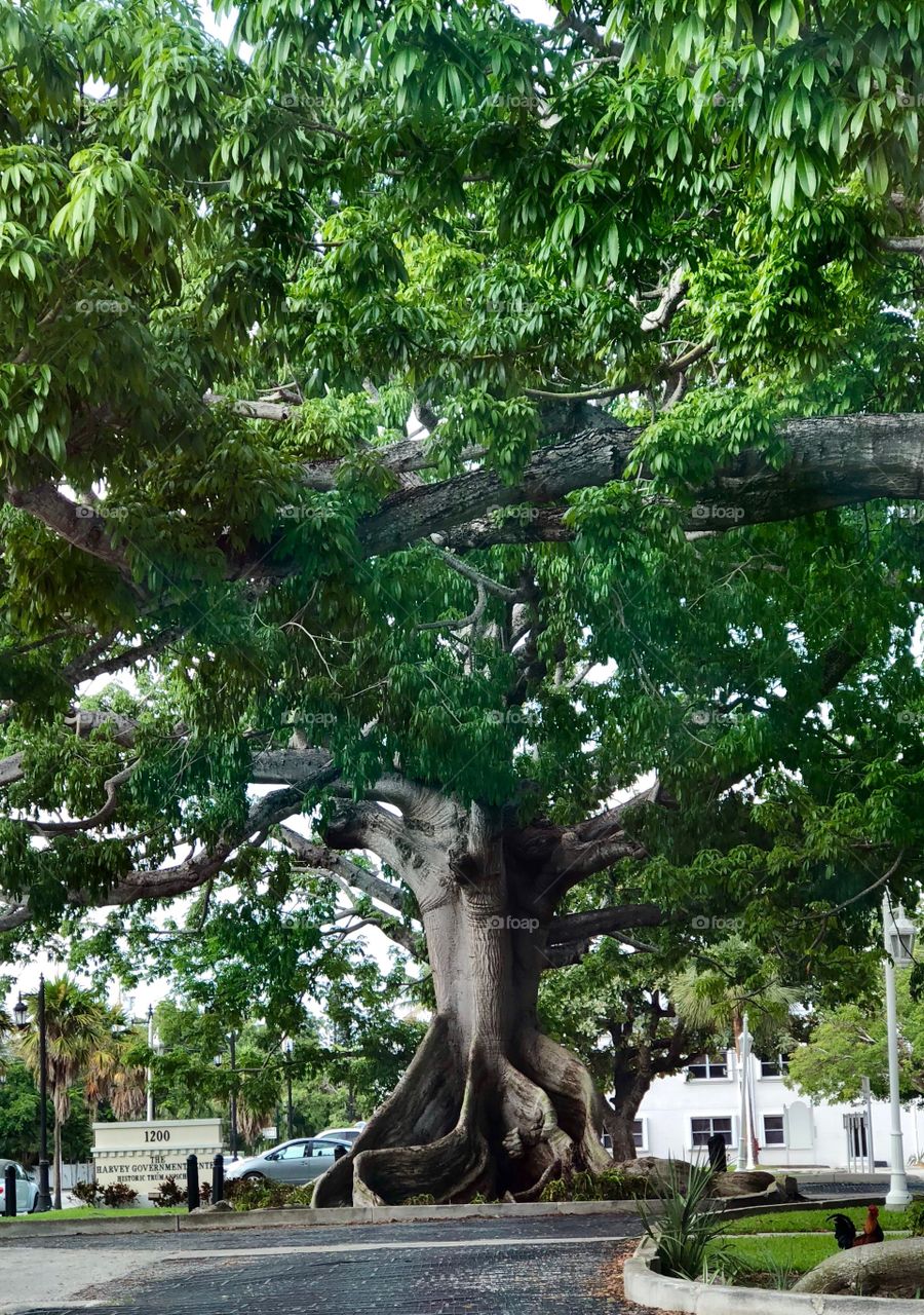 Banyan Tree