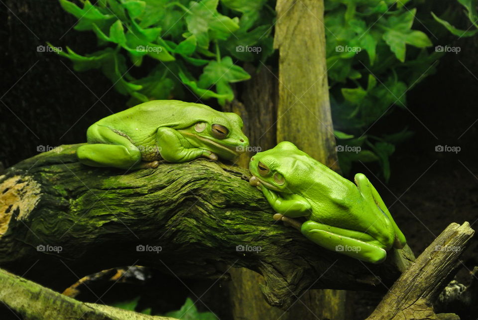 green frogs