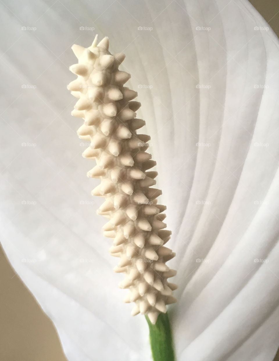 Lirio de La Paz, flor de un solo pétalo, planta de interior